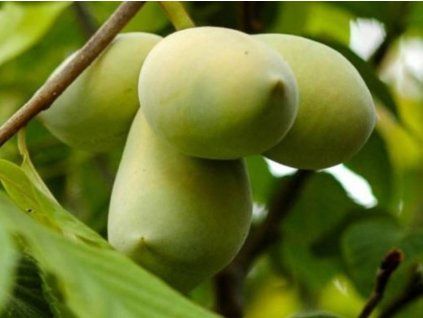 Muďoul trojlaločný 'Sweet Alice'  Asimina triloba 'Sweet Alice'