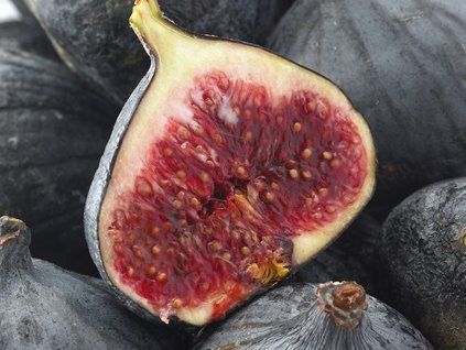 Fíkovník smokvoň 'Noir de Bellone'  Ficus carica 'Noir de Bellone'