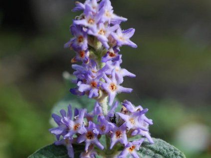 Komule šalvějolistá  Buddleja salviifolia