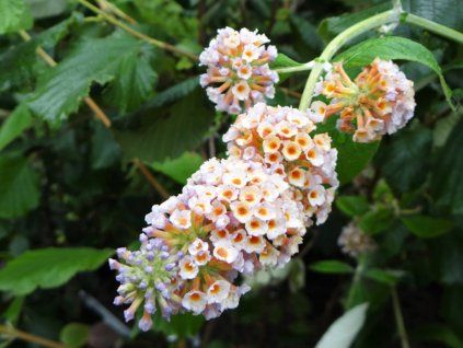Komule Weyerova 'Lady the Ramsay'  Buddleja weyeriana 'Lady the Ramsay'