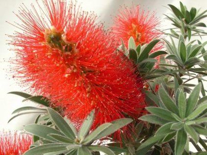 Štětkovec 'Mini Red'  Callistemon masotti 'Mini Red'
