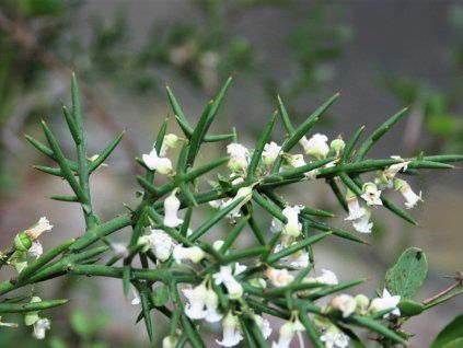 Kolécie  Colletia hystrix