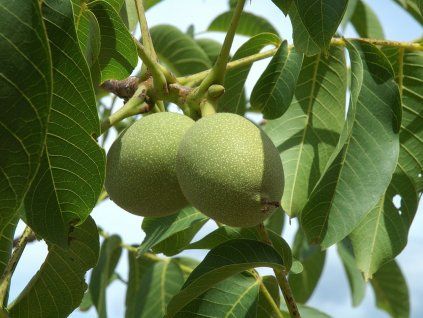 Ořešák královský 'Cogalnica' - kontejner  Juglans regia 'Cogalnica'