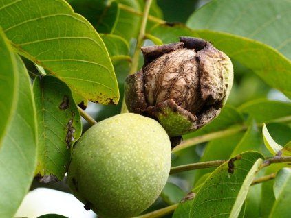 Ořešák královský 'Hansen'  Juglans regia 'Hansen'