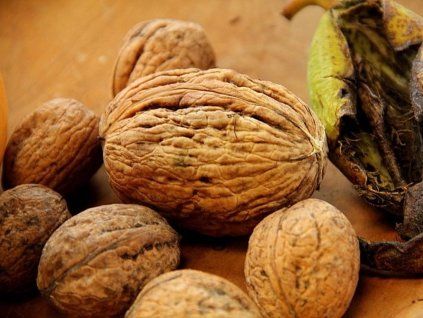 Ořešák královský 'Lange van Lod'  Juglans regia 'Lange van Lod'