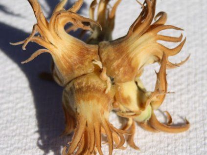 Líska turecká x obecná 'Dundee'  Corylus colurnoides 'Dundee'