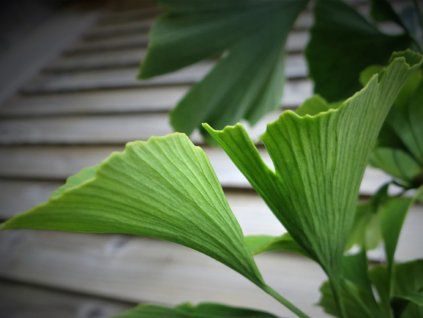 Jinan dvoulaločný 'Denise'  Ginkgo biloba 'Denise'