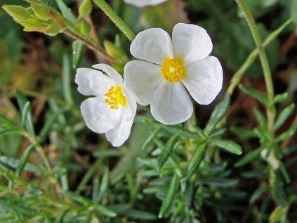 Devaterníkovec - Halimium umbellatum  Halimium umbellatum