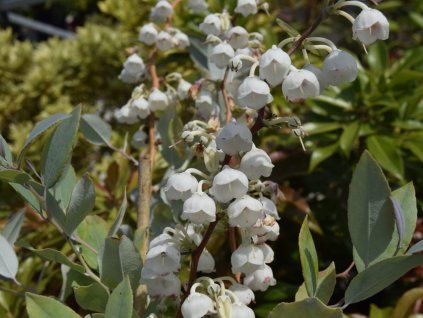 Zenobia pulverulenta 'Blue Sky'  Zenobia pulverulenta 'Blue Sky'