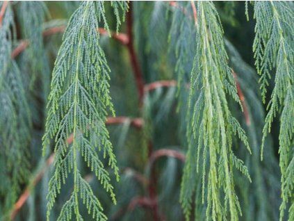Cypřiš kašmírský  Cupressus torulosa 'Cashmeriana'