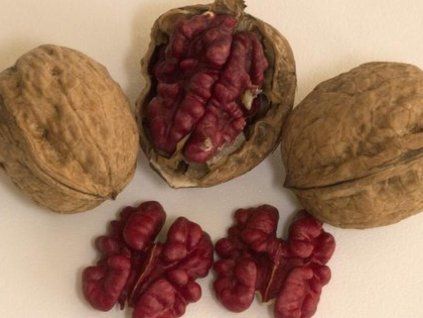 Ořešák královský 'Robert Livermore'  Juglans regia 'Robert Livermore'