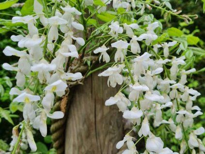 Vistárie čínská 'Jako'  Wisteria sinensis 'Jako'