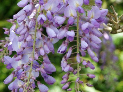 Vistárie 'Issai Perfect'  Wisteria formosa 'Issai Perfect'