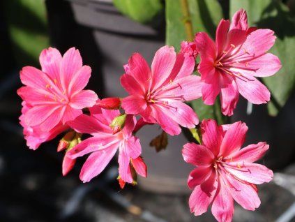 Levisie květnatá 'Safira Coral' - Lewisia cotyledon 'Safira Coral'  Lewisia cotyledon 'Safira Coral'