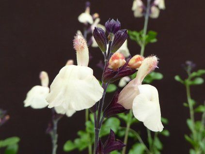 Šalvěj 'Melen' - Salvia 'Melen'  Salvia jamensis 'Melen'®