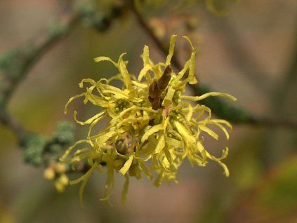 Vilín virginský  Hamamelis virginiana
