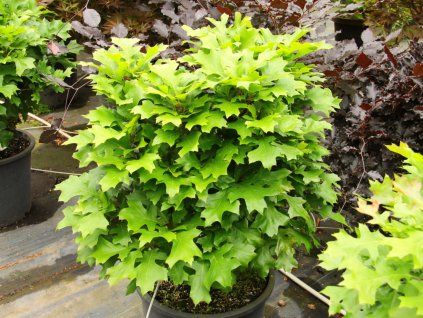 Dub letní 'Tromp Dwarf'  Quercus robur 'Tromp Dwarf'
