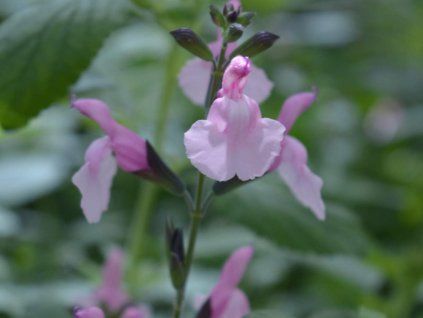 Šalvěj drobnolistá 'Angel Wings' - Salvia microphylla 'Angel Wings'  Salvia microphylla 'Angel Wings'