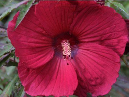 Ibišek bahenní 'Fireball'  Hibiscus 'Fireball'