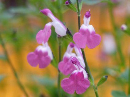 Šalvěj drobnolistá Pink Lips 'Jeremy' - Salvia microphylla Pink Lips 'Jeremy'  Salvia microphylla Pink Lips 'Jeremy'