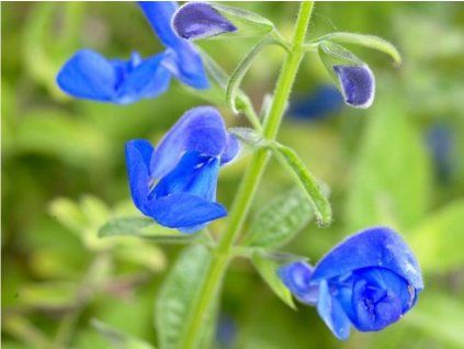 Šalvěj otevřená 'Blue Angel' - Salvia patens 'Blue Angel'  Salvia patens 'Blue Angel'