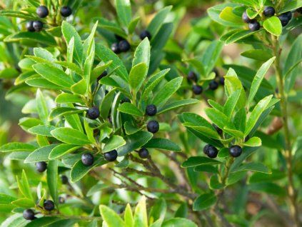 Cesmína Meserveova 'Blondie'®  Ilex crenata 'Blondie'®