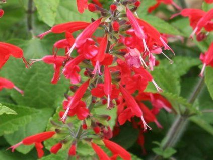 Šalvěj 'Hot Trumpets' - Salvia roemeriana 'Hot Trumpets'  Salvia roemeriana 'Hot Trumpets'