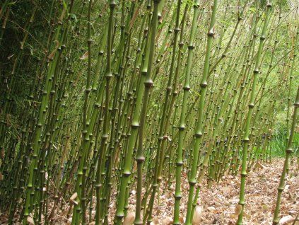 Pseudosasa japonica 'Tsutsumiana'/bambus  Pseudosasa japonica 'Tsutsumiana'