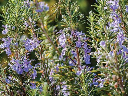 Rozmarýn lékařský 'Severn Sea' - Rosmarinus officinalis 'Severn Sea'  Rosmarinus officinalis 'Severn Sea'