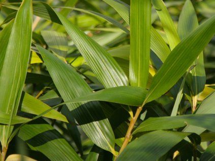 Pseudosasa japonica /bambus japonský  Pseudosasa japonica
