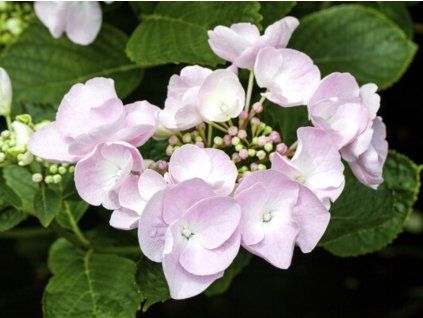 Hortenzie velkolistá Hovaria® 'Hobella'  Hydrangea m. 'Hovaria® Hobella'