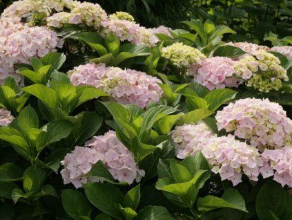 Hortenzie velkolistá Hovaria® 'Hopaline'  Hydrangea m. 'Hovaria ® Hopaline'