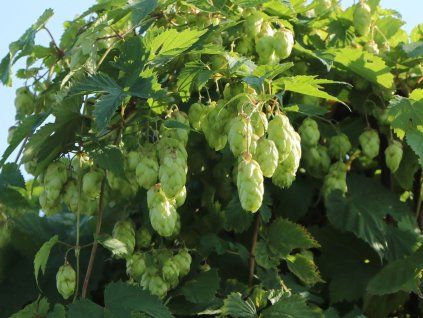 Chmel otáčivý 'Cascade'  Humulus lupulus 'Cascade'