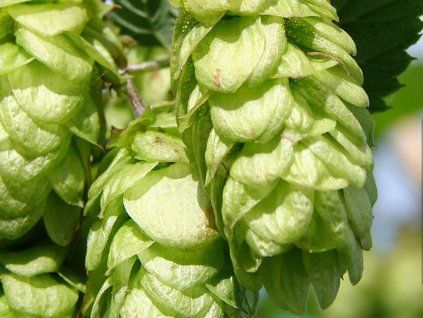 Chmel otáčivý 'Centennial'  Humulus lupulus 'Centennial'