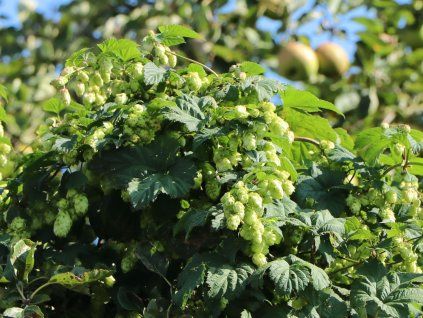 Chmel otáčivý 'Hersbrucker'  Humulus lupulus 'Hersbrucker'