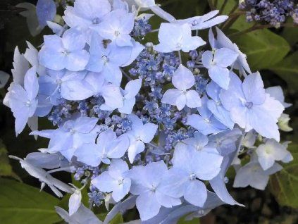 Hortenzie pilovitá 'Blue Deckle'  Hydrangea serrata 'Blue Deckle'