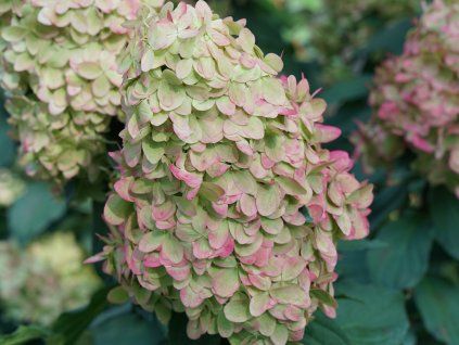 Hortenzie latnatá 'Limelight Prime'  Hydrangea paniculata 'Limelight Prime'