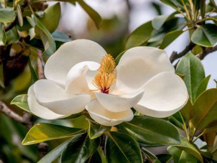 Šácholán velkokvětý 'Gallisonniére Praecox'  Magnolia grandiflora 'Galissoniére Praecox'