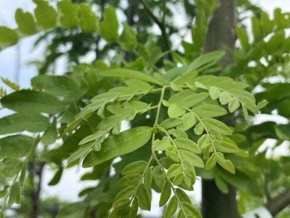 Dřezovec trojtrnný 'Street Keeper'  Gleditsia triacanthos 'Street Keeper'