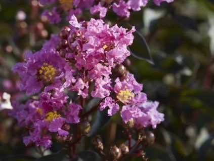 Lagerstroémie 'Lavender Lace'  Lagerstroemia indica 'Lavender Lace'