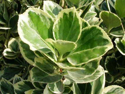 Brslen japonský 'President Gauthier'  Euonymus japonicus 'President Gauthier'