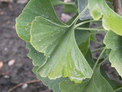 epiphylla