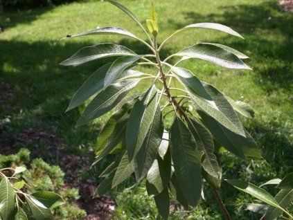 Korkovník floridský  Leitneria floridana