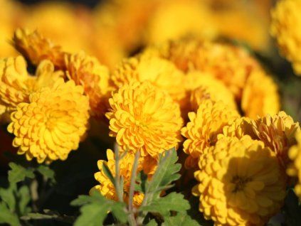 Chryzantéma 'Bienchen' - Chrysanthemum indicum 'Bienchen'  Chrysanthemum indicum 'Bienchen'