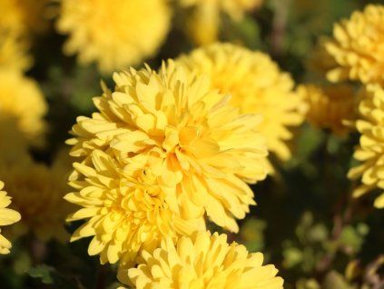 Chryzantéma 'Friederike' - Chrysanthemum indicum 'Friederike'  Chrysanthemum 'Friederike'