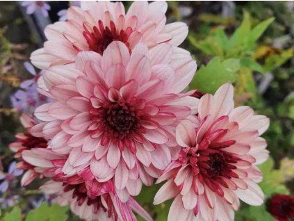 Chryzantéma 'Lagoa Rose' - Chrysanthemum indicum 'Lagoa Rose'  Chrysanthemum 'Lagoa Rose'
