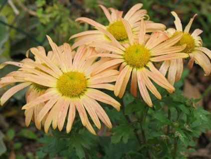 Chryzantéma 'Mary Stoker' - Chrysanthemum indicum 'Mary Stoker'  Chrysanthemum 'Mary Stoker'