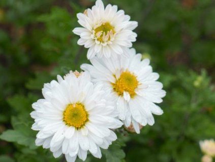 Chryzantéma 'Poesie' - Chrysanthemum indicum 'Poesie'  Chrysanthemum 'Poesie'