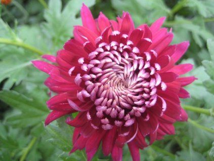 Chryzantéma 'Speer' - Chrysanthemum indicum 'Speer'  Chrysanthemum 'Speer'