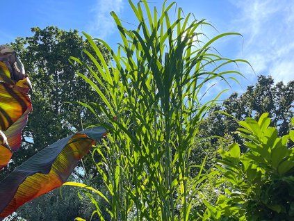 Ozdobnice lutarioriparius (syn. M. triarrhena)  - Miscanthus lutarioriparius  Miscanthus lutarioriparius (syn. M. triarrhena)